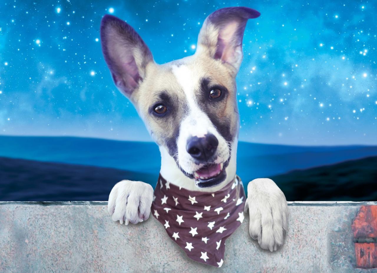 Gump - pes, který naučil lidi žít