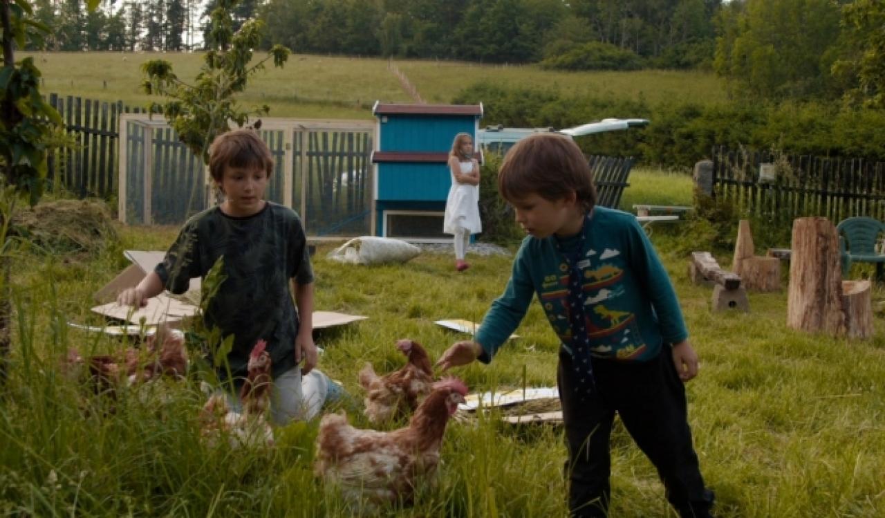 Český žurnál: Slepice, virus a my