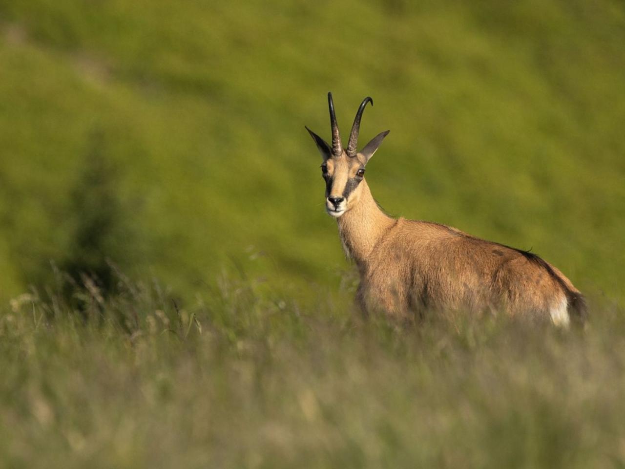 Jeseníky - království horské divočiny