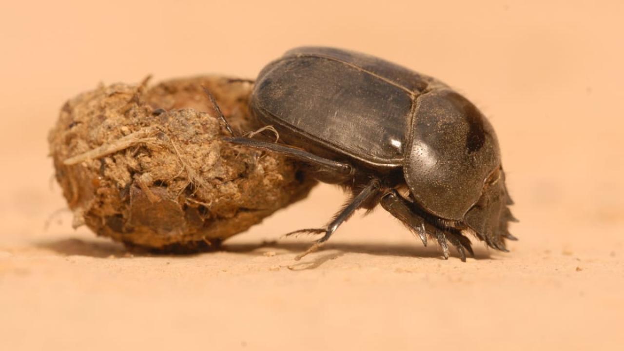 Filmový hovnocuc: Chvála hovnivála