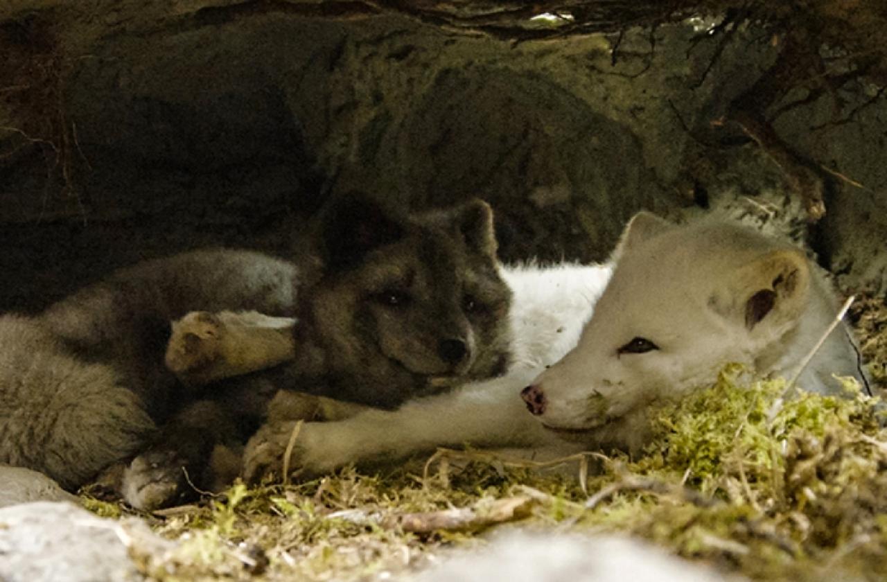 Max a Mája: Příběh lištiček