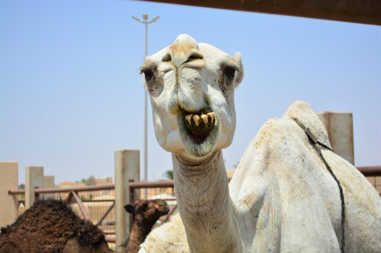 Saúdská Arábie - klenot Blízkého východu | Matěj Krč