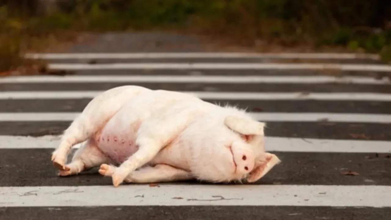 Prase na křižovatce