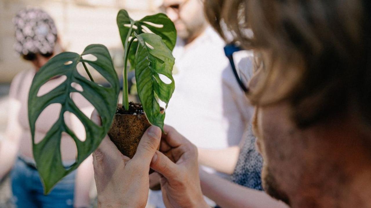 Workshop: Sázíme pokojovky šetrně k přírodě